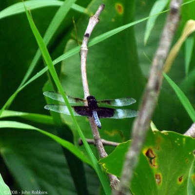 Widow Skimmer