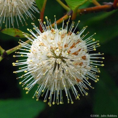 Buttonbush