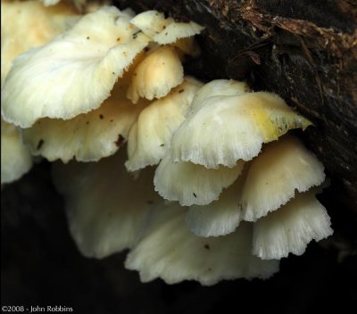 Wet Wood Fungus