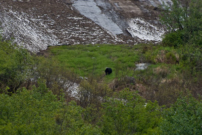 Black Bear