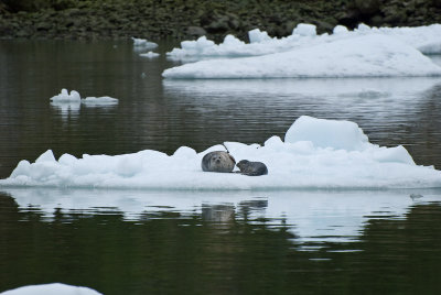 Harbor Seal and Pup
