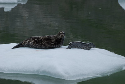 Harbor Seal and Pup (Little Skunk)