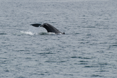 Humpback Flukes