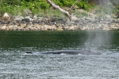 Humpback Flukes