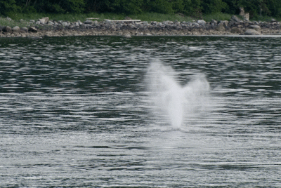 Humpback Flukes