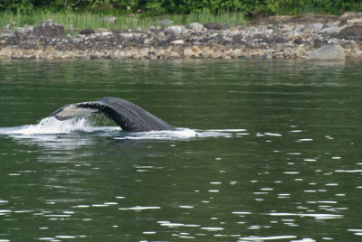 Humpback Flukes