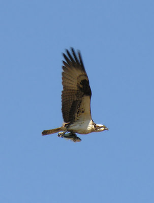 Osprey taking dinner home.