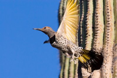 Gilded Flicker Take Off  From Nest