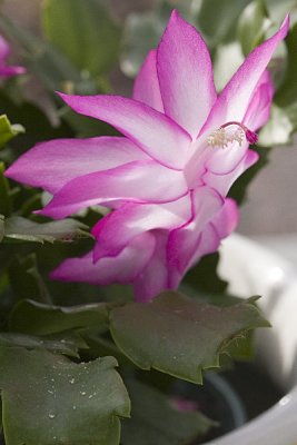 IMG_4307.jpg