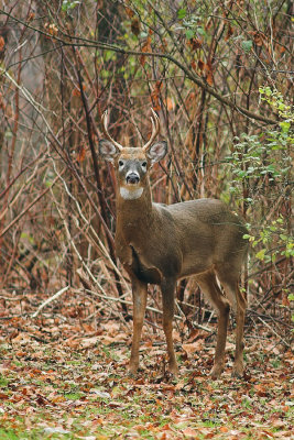 Fall buck 1.jpg