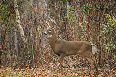 Fall Buck 2.jpg