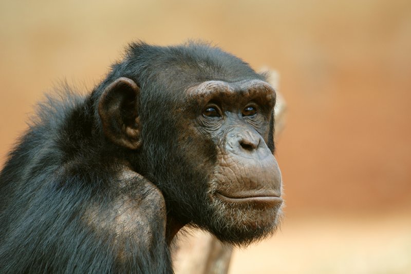 Chimpanzee