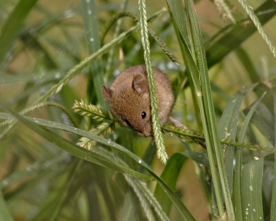 Field Mouse