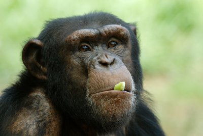 Chimpanzee