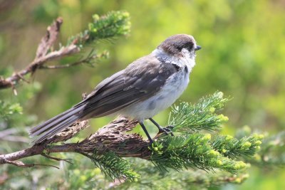 Gray Jay