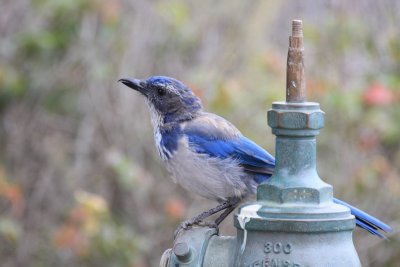 Western Scrub-Jay