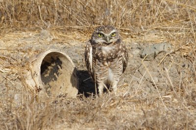 Burrowing Owl