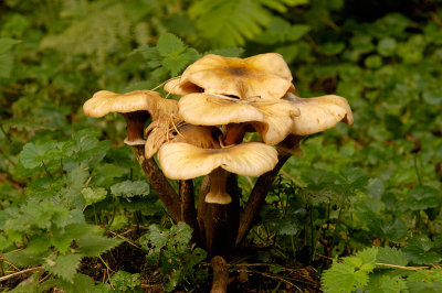 Honey Fungus