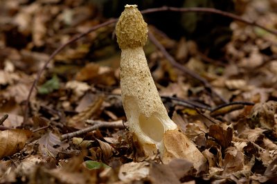 Stinkhorn