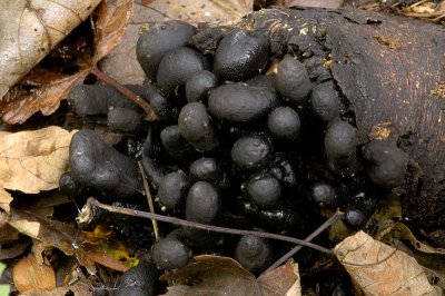 Dead Man's Fingers