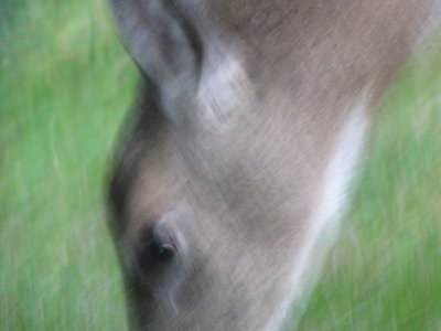 Deer Blur.