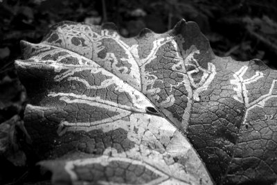 leaf traces