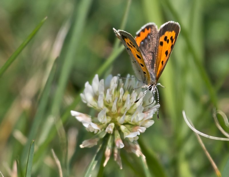Butterfly on White Clover
