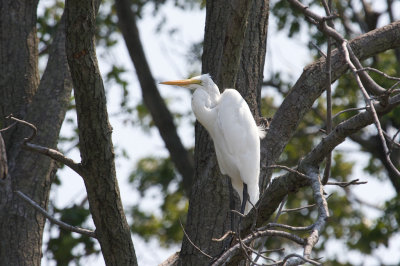 Great Egret