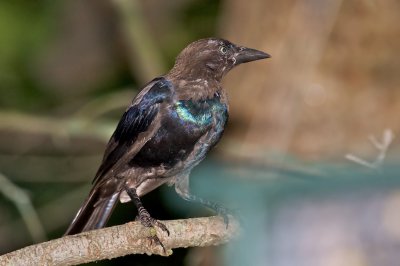 Immature Common Grackle