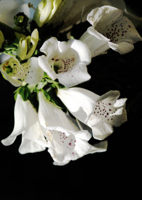 white blooms