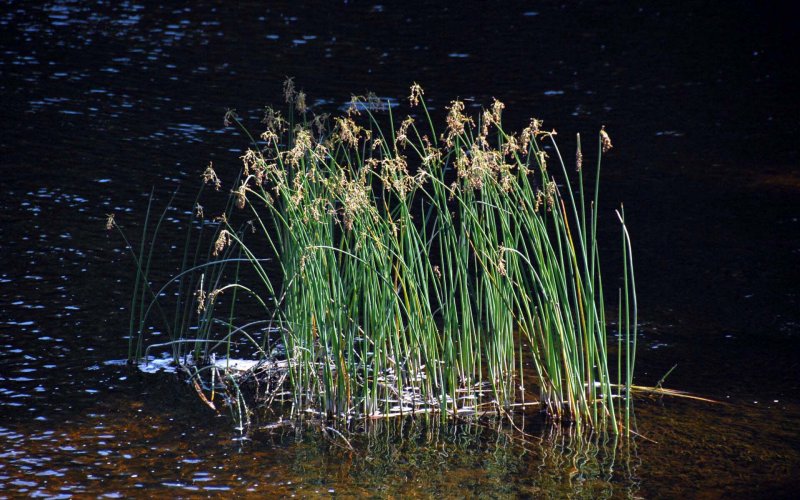 reeds Peshtigo River