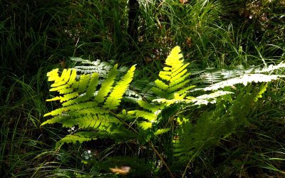 ferns backlit 2