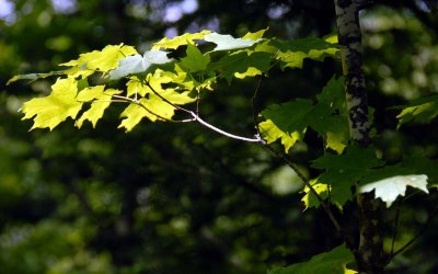 maple leaves backlit