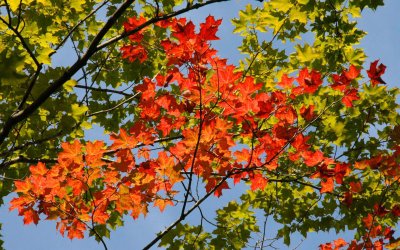 maple leaves late summer