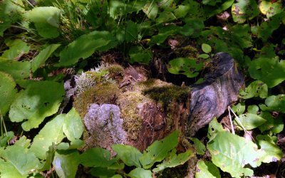 mossy stump 2
