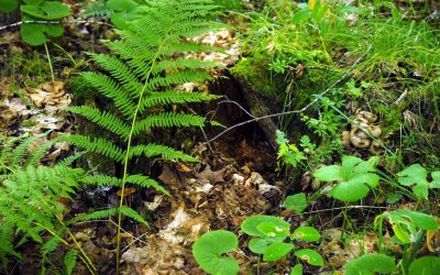 mossy stump with fern