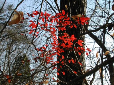 dogwood leaves at Smithsonian Environmental Research center
