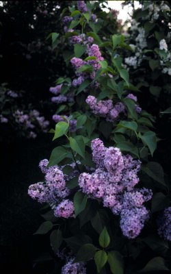 lilacs