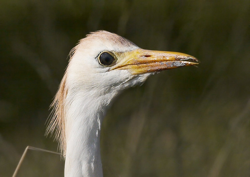 Koereiger - Cattle Egret