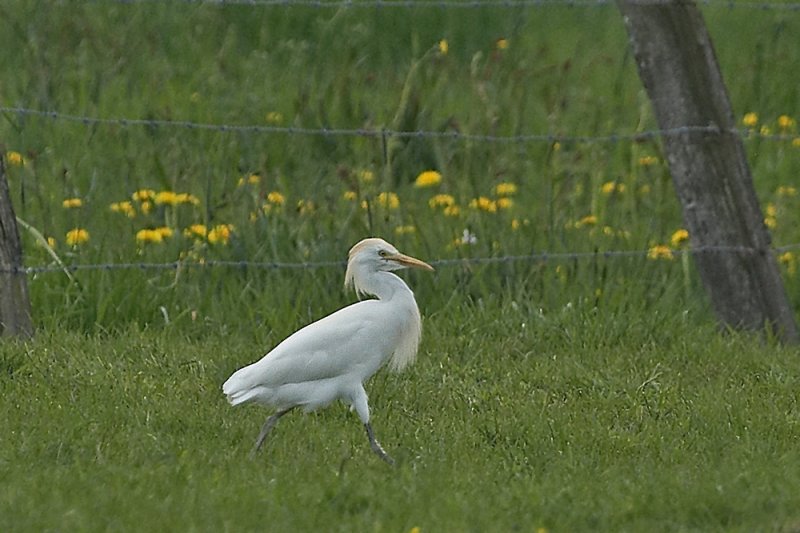 Koereiger