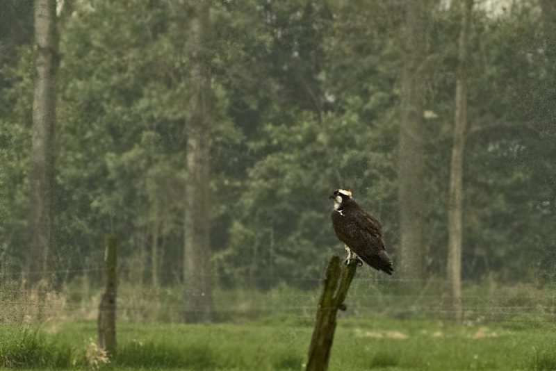 Visarend