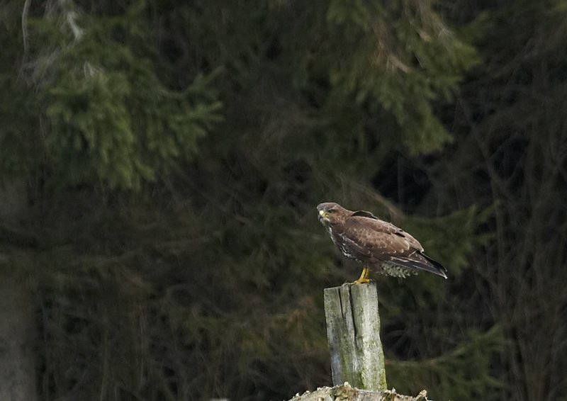 Buizerd