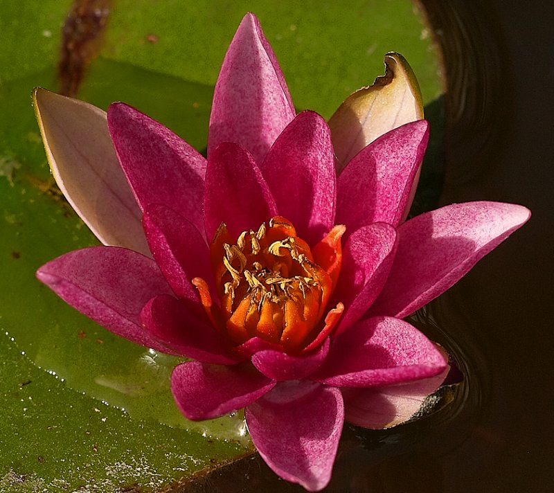 Nymphaea Laydekeri Lilacea