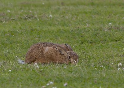 Haas - European Hare
