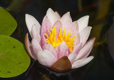 Nymphaea 'Laydekeri Purpurata'