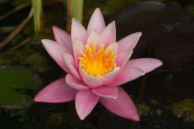 Nymphaea 'Laydekeri Purpurata'