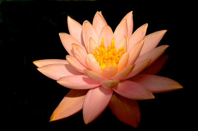 Nymphaea 'Colorado'