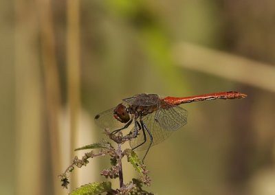 Bloedrode Heidelibel - Ruddy darter Dragonfly (Sympetrum sanguineum)