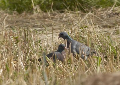 Holenduif - Stock Dove