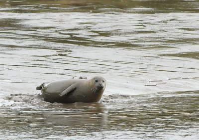 Gewone Zeehond - Common Seal
